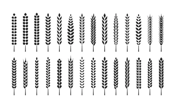 Sada Ikon Pšeničných Uší Designových Prvků Pro Pivo Ekologická Místní — Stockový vektor