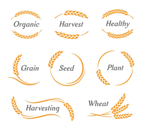 Set Icons Ears Wheat Vector Illustration Icon Premium Quality Farm — Stock Vector