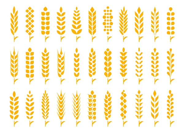 Set Wheat Ears Icons Design Elements Beer Organic Local Farm — Stock Vector