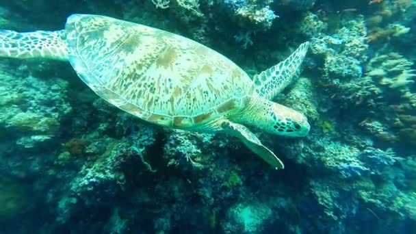 仲間と私のカメラと結合に向かってウミガメ スイミング — ストック動画