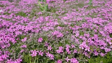 Pembe Phlox bahar güneşli çimlerin üstünde. Güzel doğa çiçek tatil arka plan. Yakın, hafif esinti, güneşli bir gün, dinamik sahne, 4k video.