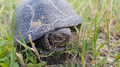 Detay Avrupa gölet kaplumbağa (Emys orbicularis) veya Avrupa gölet terrapin çim, kabuk kafasından gizleme. Yakın, hafif esinti, güneşli bir gün, dinamik sahne, 4k video.