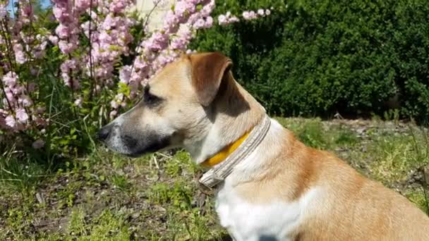 Röda Hund Leker Våren Sommarträdgården Solig Dag Kort Skärpedjup Lätt — Stockvideo