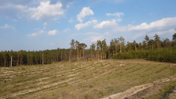 沿着松树林的移动清澈的切口 欧洲苏格兰松树林的景观特征 森林林分结构是典型的商业森林 — 图库视频影像