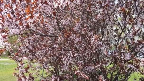 Roze Bloesem Pruimenboom Branch Prunus Cerasifera Nigra Tijdens Lente Seizoen — Stockvideo