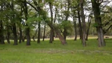 Yol boyunca ormanda çimenler üzerinde otlatma inekler. Bir eski ülke yolda bahar yaz boyunca sürüş. Yol ağaç orman ve çim.