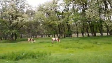 Yol boyunca ormanda çimenler üzerinde otlatma inekler. Bir eski ülke yolda bahar yaz boyunca sürüş. Yol ağaç orman ve çim.