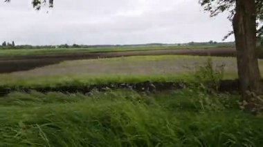 Alan bahar. Güzel gök gürültüsü bulutlar yere yolda devam ediyor bir arabadan ateş alan. Böcekler ve kuşlar uçuyor, gün, dinamik sahne, 4 k video