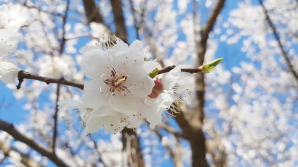 Dinamikus Jelenet Ága Egy Virágzó Sárgabarack Tavaszi Szellő Kék Háttér — Stock videók