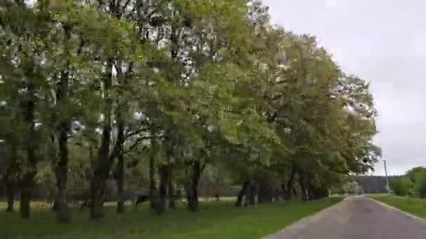 Sapi Merumput Rumput Hutan Sepanjang Jalan Mengemudi Menyusuri Jalan Negara — Stok Video