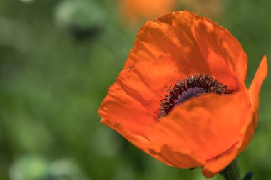 Çiçek dekoratif turuncu renkli çiçek çiçek Park arka plan olarak bulanık çiçekli bahçe şehirde bir çiçek yatakta haşhaş.