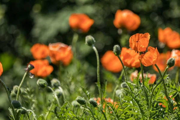 Fiore Decorativo Arancio Papavero Aiuola Città Nel Giardino Con Fiore — Foto Stock