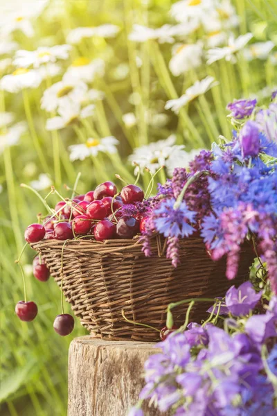 Verse Rode Kersen Rieten Mand Tijm Korenbloem Blauwe Klokjes Witte — Stockfoto