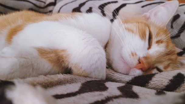 Ochtend Zonlicht Slapen Rode Kat Leuke Grappige Rood Witte Kat — Stockvideo