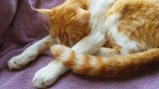 清晨的阳光照射在熟睡的红猫身上 可爱滑稽的红白猫在毯子上 动态场景 — 图库视频影像