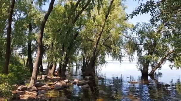 Zomer Buurt Van Rivier Bomen Het Water Zonnige Zomerdag Lichte — Stockvideo