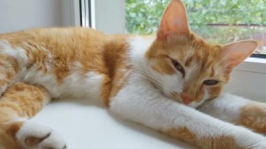 Sabah uykulu üzerinde güneş ışığı kırmızı kedi. Şirin komik kırmızı-beyaz kedi üzerinde Pencere pervazı, kapatmak, dinamik sahne, 4k video.
