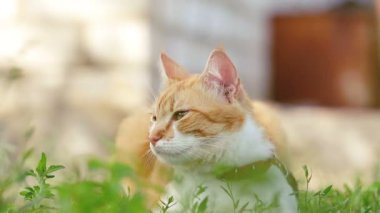 Şirin komik kırmızı beyaz kedi içinde kırmızı yakalı yaz bahçesinde yeşil çimenlerin üzerinde rahatlatıcı. Günbatımı, dolly atış, sığ derinlik-in tarla, 50 kare/sn.