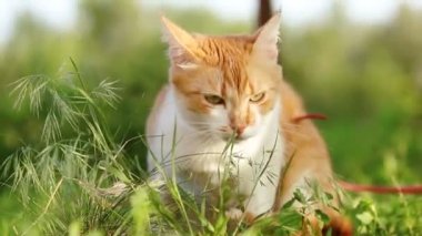 Şirin komik kırmızı beyaz kedi içinde kırmızı yakalı yaz bahçesinde yeşil çimenlerin üzerinde rahatlatıcı. Günbatımı, dolly atış, sığ derinlik-in tarla, 50 kare/sn.