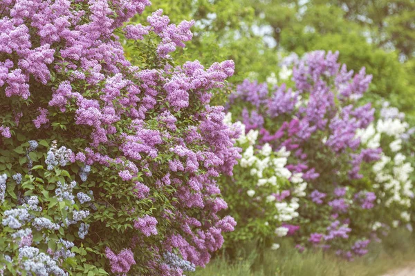 Бузковий Або Звичайний Бузковий Сирінга Вульгарний Цвітіння Фіолетові Квіти Ростуть — стокове фото
