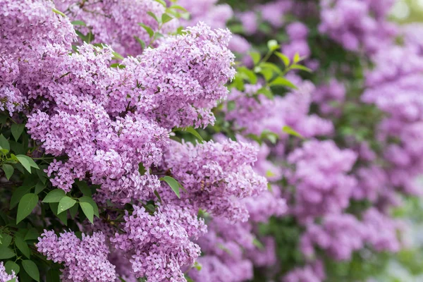 Leylak veya yaygın leylak, Syringa vulgaris çiçek. Parkta leylak açan çalıların üzerinde yetişen mor çiçekler. Bahçede Bahar