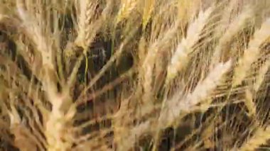 Yeşil arpa alanın üzerinde uçan düşük. Rüzgarda sallanan yeşil sarı arpa alanıyla. Olgun arpa geç yaz öğleden sonra gün batımı arka ışık, sağdaki alana sığ derinlik ot alanı.