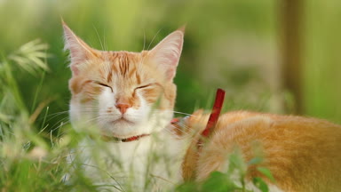Şirin komik kırmızı beyaz kedi içinde kırmızı yakalı yaz bahçesinde yeşil çimenlerin üzerinde rahatlatıcı. Günbatımı, dolly atış, sığ derinlik-in tarla, 50 kare/sn.