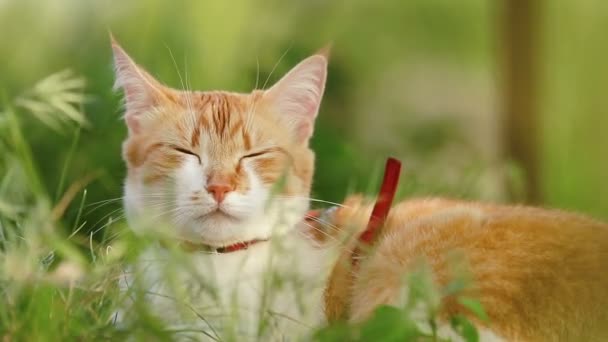 Mignon chat blanc rouge drôle en col rouge relaxant sur l'herbe verte dans le jardin d'été. Coucher de soleil, tir de poupée, faible profondeur du champ, 50 images par seconde .