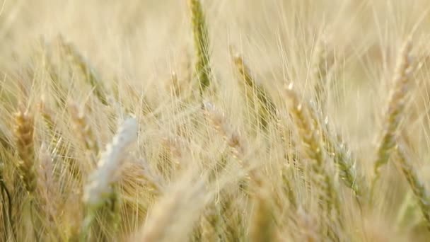 麦ライ麦畑 麦の穂をクローズ アップ 収穫や概念を収穫します 風に揺れる黄金の小麦のフィールドです 熟した大麦遅く夏の午後 日没のバックライトにフィールドの浅い深さ フィールド — ストック動画
