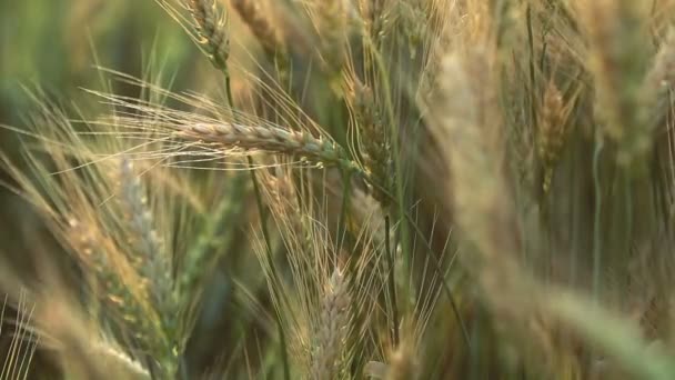 Campo Centeno Trigo Orejas Trigo Cerca Concepto Cosecha Cosecha Campo — Vídeo de stock