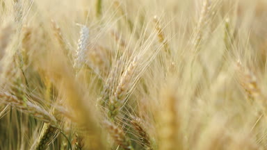 Kulakları buğday buğday çavdar alan, yakın çekim. Hasat ve hasat kavramı. Alan altın buğday sallanan. Olgun arpa geç yaz öğleden sonra gün batımı arka ışık, sağdaki alana sığ derinlik ot alanı