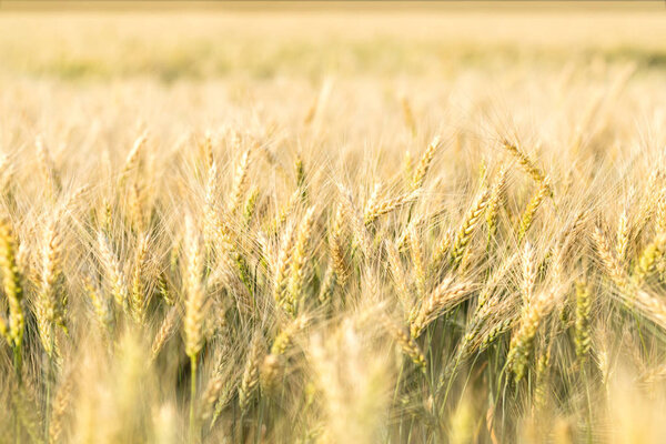 Wheat Rye Field, Ears of wheat close up. Harvest and harvesting concept. Ripe barley on the field on late summer afternoon, sunset backlight, shallow depth of the field