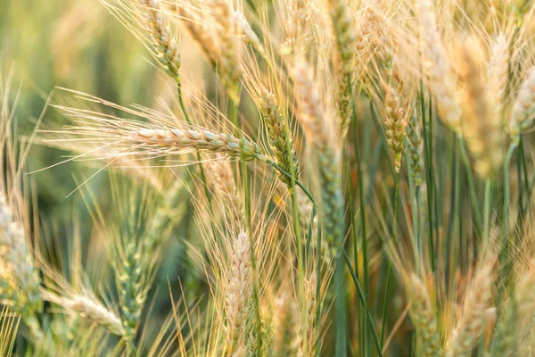 Wheat Rye Field, Ears of wheat close up. Harvest and harvesting concept. Ripe barley on the field on late summer afternoon, sunset backlight, shallow depth of the field