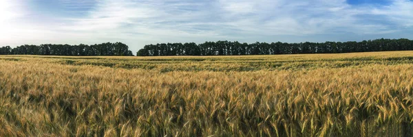 Buğday çavdar alan mavi bulutsuz gökyüzü ile. Olgun arpa geç yaz öğleden sonra gün batımı tarayıcı arka aydınlatma, beyaz kabarık bulutlar alanda. Ekolojik kavram için harika görüntü
