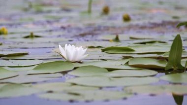 Beyaz Nilüfer bir havuzda. Nymphaea alba. Güzel beyaz su lily ve tropikal iklimlerde. Nilüfer arka plan. Nilüferler video görüntüleri. Doğa fantezi yaşayan embodiment.