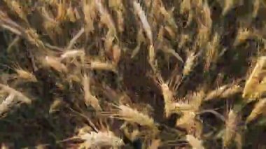 Yeşil arpa alanın üzerinde uçan düşük. Rüzgarda sallanan yeşil sarı arpa alanıyla. Olgun arpa geç yaz öğleden sonra gün batımı arka ışık, sağdaki alana sığ derinlik ot alanı.