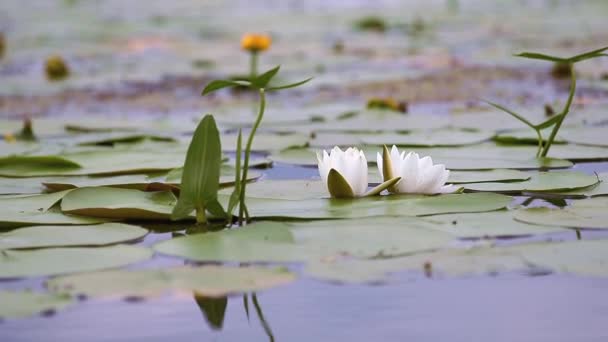 연못에서의 화이트 Nymphaea 알바입니다 화이트 릴리와 배경입니다 비디오 영상입니다 자연의 — 비디오