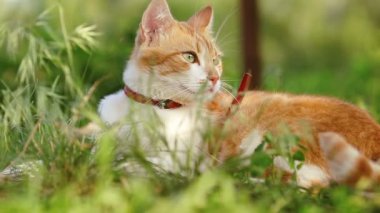 Şirin komik kırmızı beyaz kedi içinde kırmızı yakalı yaz bahçesinde yeşil çimenlerin üzerinde rahatlatıcı. Günbatımı, dolly atış, sığ derinlik-in tarla, 50 kare/sn.