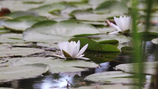 Lirio Agua Blanca Estanque Nymphaea Alba Hermosos Lirios Agua Blanca — Vídeos de Stock