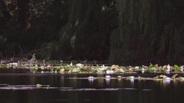 白い睡蓮の池 スイレン アルバ 白い水の美しいユリと熱帯気候 スイレンの背景 睡蓮のビデオ映像 自然のファンタジーの体現 — ストック動画