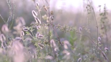 Yaz çimen çiçek hafif esinti günbatımı aydınlatmalı alanında yakın çekim, çekim, sığ derinlik-in tarla, 50 fps dolly.