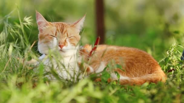 Mignon chat blanc rouge drôle en col rouge relaxant sur l'herbe verte dans le jardin d'été. Coucher de soleil, tir de poupée, faible profondeur du champ, 50 images par seconde .