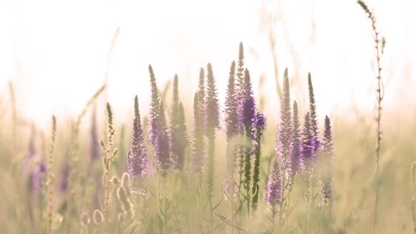 Gras Zomerbloemen Close Het Veld Met Lichte Bries Zonsondergang Achtergrondverlichting — Stockvideo