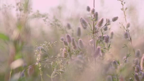 夏日的小草花在田野上关上 微风夕阳背光 多莉射 浅景深 Fps — 图库视频影像