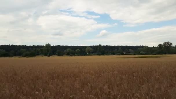 Champ de seigle ou de blé en été. Beaux nuages de tonnerre sur le terrain, tirant à partir d'une voiture qui va sur la route le long du sol. Insectes et oiseaux volent, Jour, Scène dynamique, Vidéo 4k 