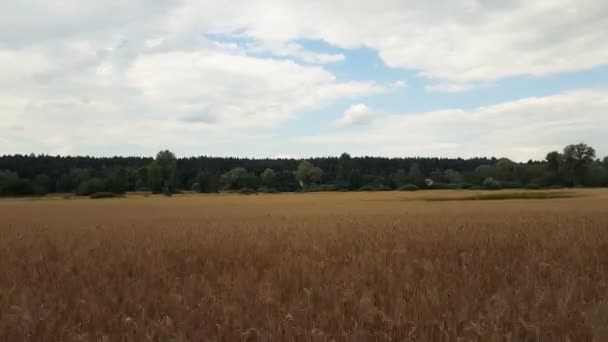Поле Ржи Пшеницы Летом Красивые Громовые Тучи Над Полем Стреляющие — стоковое видео