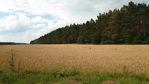 在夏天的黑麦或小麦领域 在田野上美丽的雷声云 从一辆在地面上行驶的汽车拍摄 昆虫和鸟飞行 动态场面 — 图库视频影像
