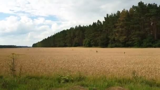 Champ de seigle ou de blé en été. Beaux nuages de tonnerre sur le terrain, tirant à partir d'une voiture qui va sur la route le long du sol. Insectes et oiseaux volent, Jour, Scène dynamique, Vidéo 4k 