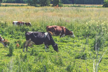Güneşli gün yaz mera üzerinde otlatma inekler. Tonda fotoğraf. Tarım kavramı. Bretonne pasta Noir ve Montbeliarde inekler.
