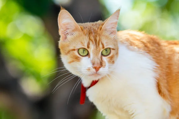 Cute White Red Cat Red Collar Watching Something Garden Green — Stock Photo, Image